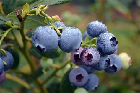 quả blueberry là gì.